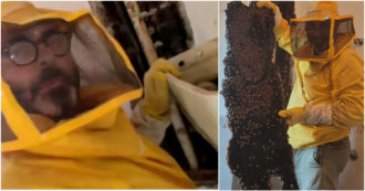 Copertina di Centomila api all’interno di un muro: il nido da record a Castelnuovo di Porto – Video