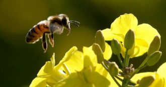 Copertina di Riparte la caccia ai fringuelli e si estinguono sempre più insetti: servirebbe un approccio più biocentrico