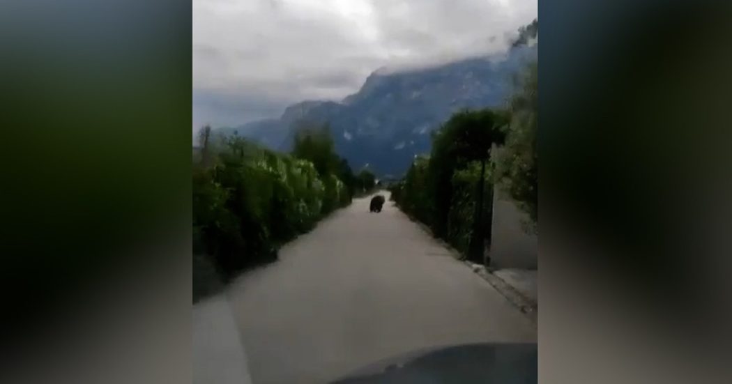 Orso avvistato nel centro di Arco, in Trentino. Centinaia di telefonate al sindaco: “Era spaventato e in cerca di vie di fuga”