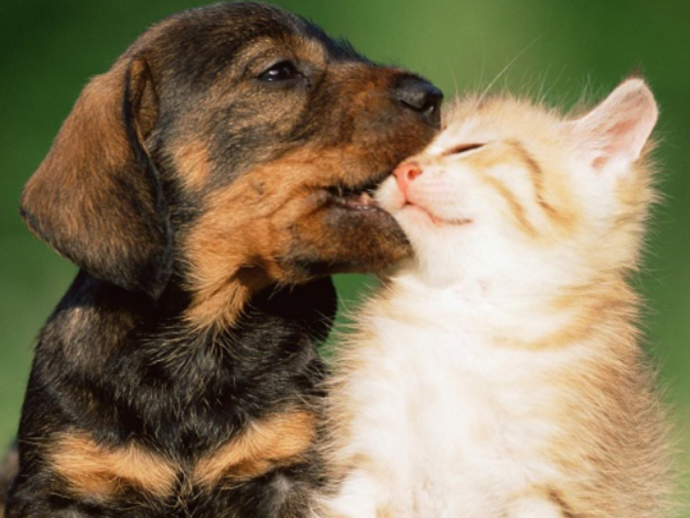 Gli effetti benefici del tuo cane e del tuo gatto che non immagineresti mai