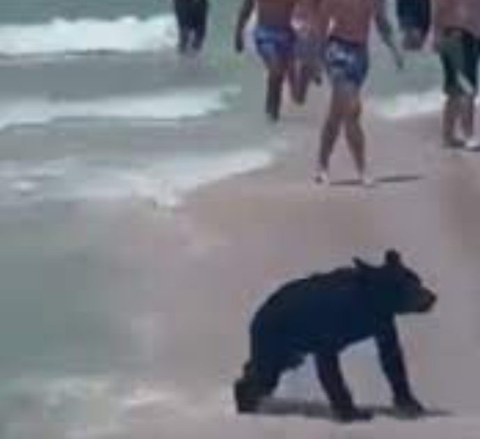 Una strana creatura esce dall’oceano e sbuca sulla spiaggia: panico tra i bagnanti, poi la scoperta choc – VIDEO