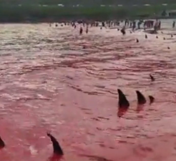 Mattanza di delfini alle isole Faroe, la denuncia: “È un massacro, uccisi oltre 500 esemplari in un mese”