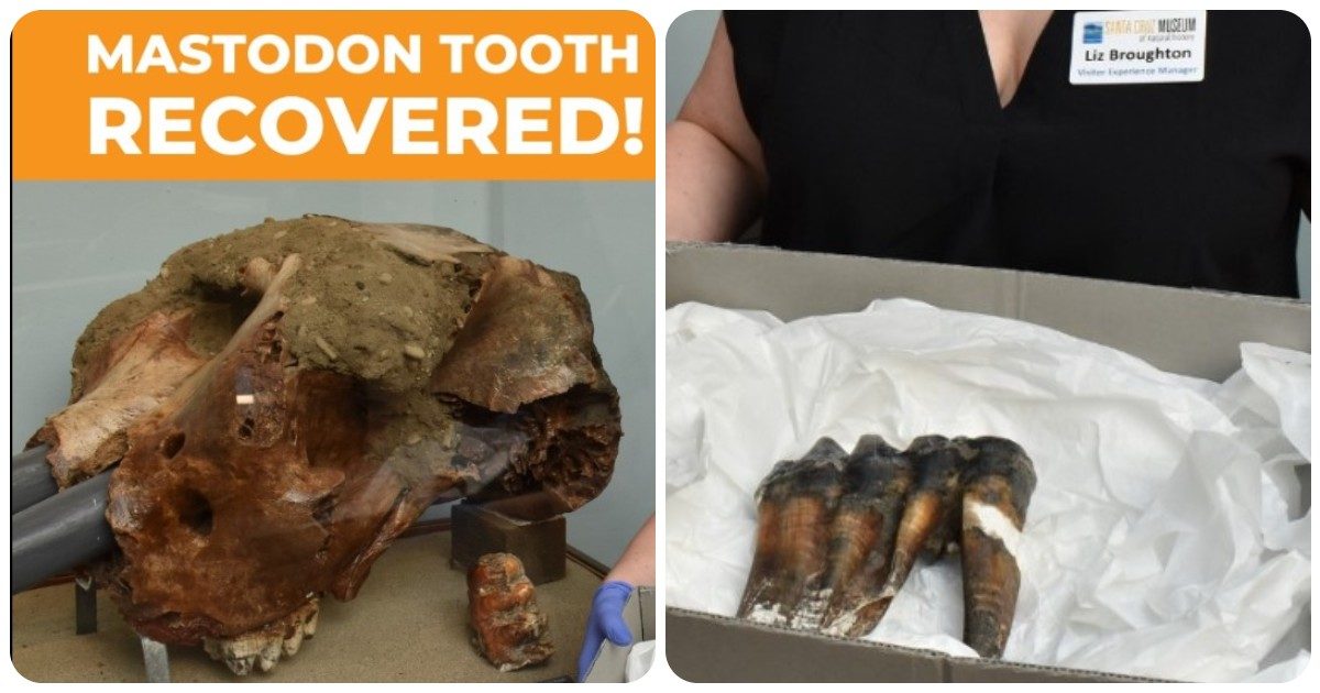 “Camminando in spiaggia ho visto uno strano oggetto lungo 30 centimetri, quasi bruciato”: così scopre un dente di mastodonte che ha un milione di anni