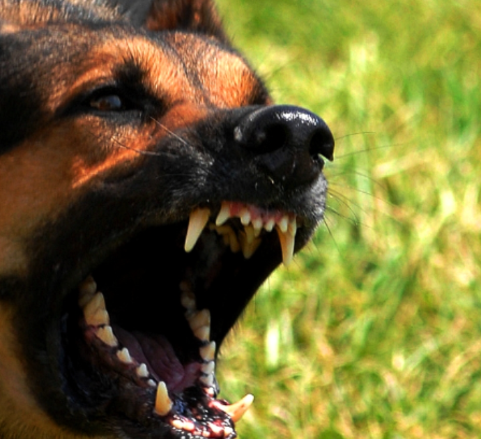 Si tuffa in mare davanti ad una casa, il proprietario lo fa sbranare dal cane: “Una vera follia, potevo morire non fossi stato capace di restare in apnea”