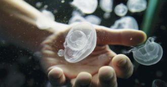 Non conosciamo la natura e per questo la distruggiamo
