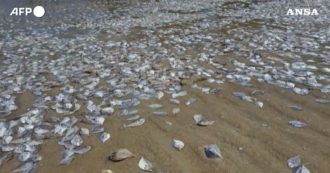 Copertina di Migliaia di pesci morti lungo la spiaggia di Thung Wua Laen in Thailandia: ecco perché – Video