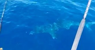 Copertina di Avvistato uno squalo al largo del porto di Livorno: il video fa il giro dei social
