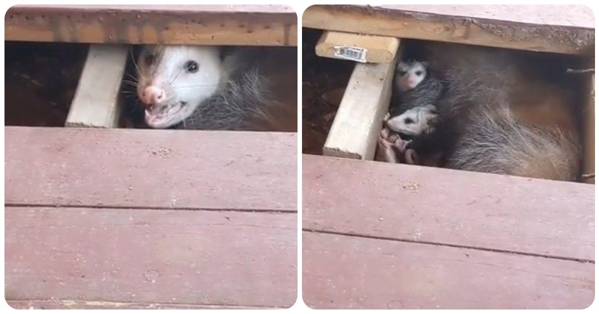 Il cane continua ad abbaiare in direzione del tappeto ma non c’è niente, poi la scoperta choc della padrona – VIDEO