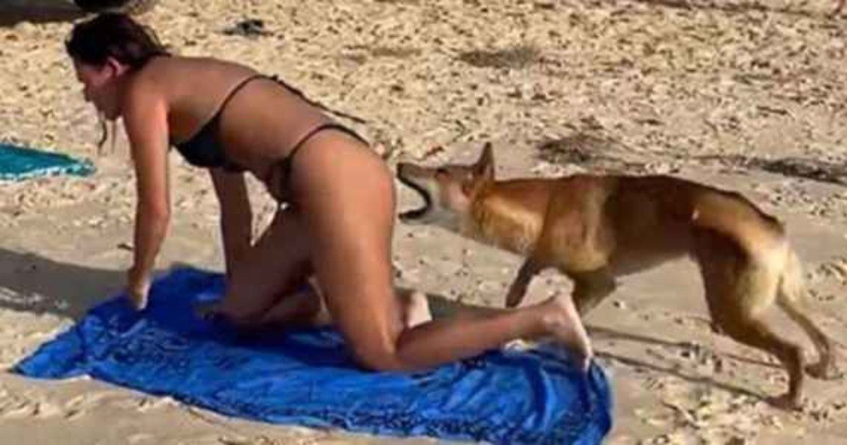 Dingo morde una ragazza che prende il sole in spiaggia, le autorità lanciano l’allarme: “Non lasciate i bambini da soli”