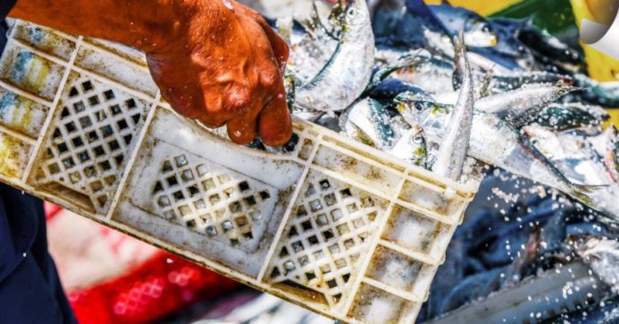 Italia unico Paese Ue contrario al pacchetto pesca che punta a limitare quella a strascico. “Difendiamo gli interessi del comparto”
