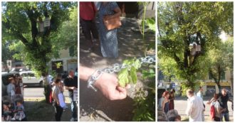 Copertina di La storia del taglio degli alberi a Torino è piccola ma significativa: ecco Corso Belgio in rivolta