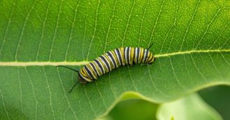 Copertina di Il bruco di Gelasio, la farfalla sudata e quelle fave cotte
