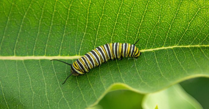 Il bruco di Gelasio, la farfalla sudata e quelle fave cotte