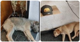 Copertina di Cani dormono in un centro commerciale, il proprietario: “In tutte le mie filiali ci prendiamo cura degli animali randagi”