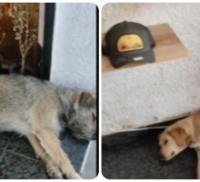 Cani dormono in un centro commerciale, il proprietario: “In tutte le mie filiali ci prendiamo cura degli animali randagi”