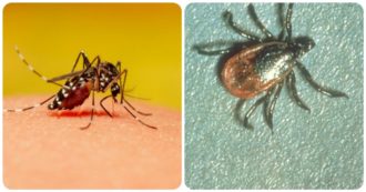 Copertina di Zecche e zanzare invadono l’Italia, scatta l’allarme: “Aspettiamoci più casi e possibili morti per Dengue, Chikungunya e Febbre del Nilo”