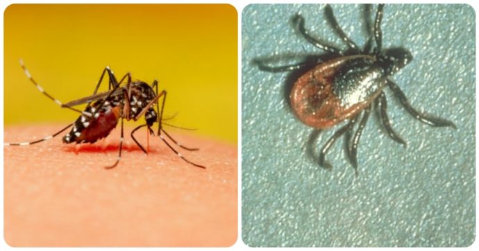 Zecche e zanzare invadono l’Italia, scatta l’allarme: “Aspettiamoci più casi e possibili morti per Dengue, Chikungunya e Febbre del Nilo”