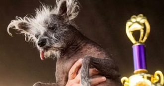 Copertina di “Il cane più brutto del mondo” si chiama Scooter ed è un cucciolo crestato cinese: “Non solo sopravvive ma prospera”