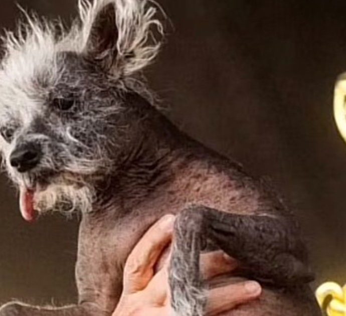 “Il cane più brutto del mondo” si chiama Scooter ed è un cucciolo crestato cinese: “Non solo sopravvive ma prospera”