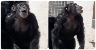 Copertina di Dopo 29 anni chiusa in gabbia, la scimpanzé Vanilla torna a vedere il cielo: la sua reazione è commovente – VIDEO