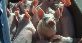 Copertina di Nuove immagini shock dal circuito del prosciutto di Parma: serve un cambiamento sistemico degli allevamenti