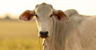 Copertina di Metà mucca all’asta per 4,3 milioni di euro: è record mondiale. Ecco come mai vale così tanto