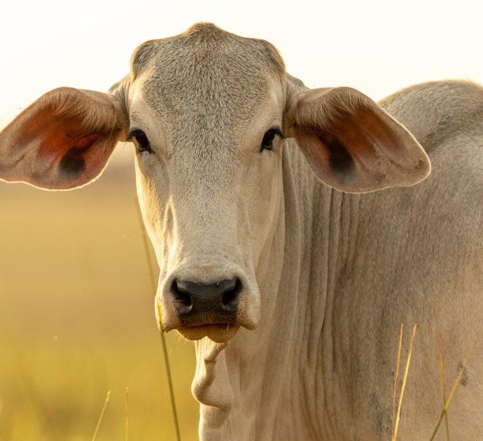 Metà mucca all’asta per 4,3 milioni di euro: è record mondiale. Ecco come mai vale così tanto