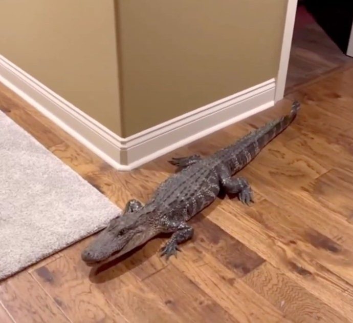 Il cane non smette di abbaiare nel cuore della notte, poi la scoperta choc: “C’è un alligatore nel nostro soggiorno”