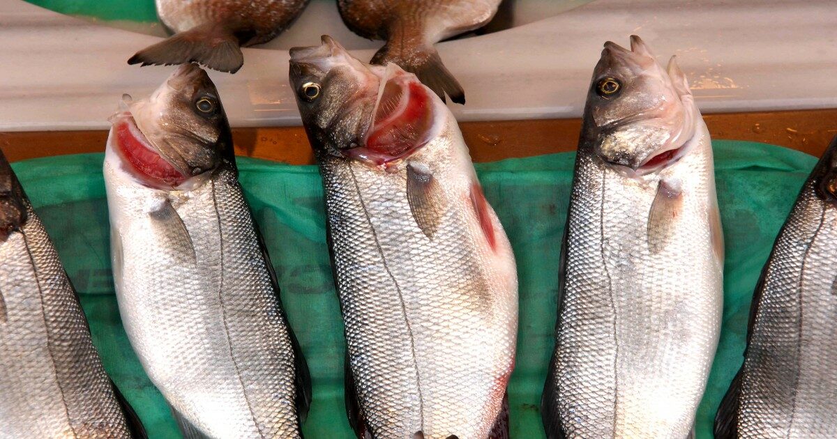 È possibile stabilire in pochi minuti se un pesce è fresco? Grazie a un sensore australiano ora si può (e bastano meno di due minuti)