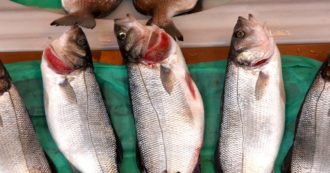 Copertina di A Sorrento il pesce va a ruba. In un anno e mezzo 220 furti, bottino da 700mila euro: due arresti