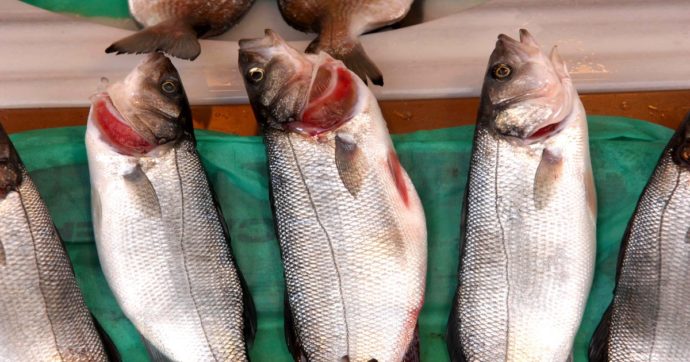 A Sorrento il pesce va a ruba. In un anno e mezzo 220 furti, bottino da 700mila euro: due arresti