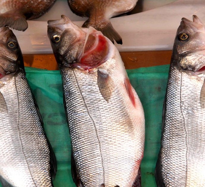 È possibile stabilire in pochi minuti se un pesce è fresco? Grazie a un sensore australiano ora si può (e bastano meno di due minuti)