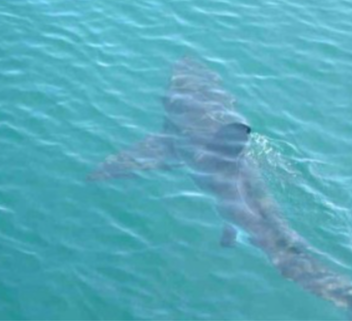 5 attacchi di squali in due giorni: scatta l’allarme nello Stato di New York, droni in azione