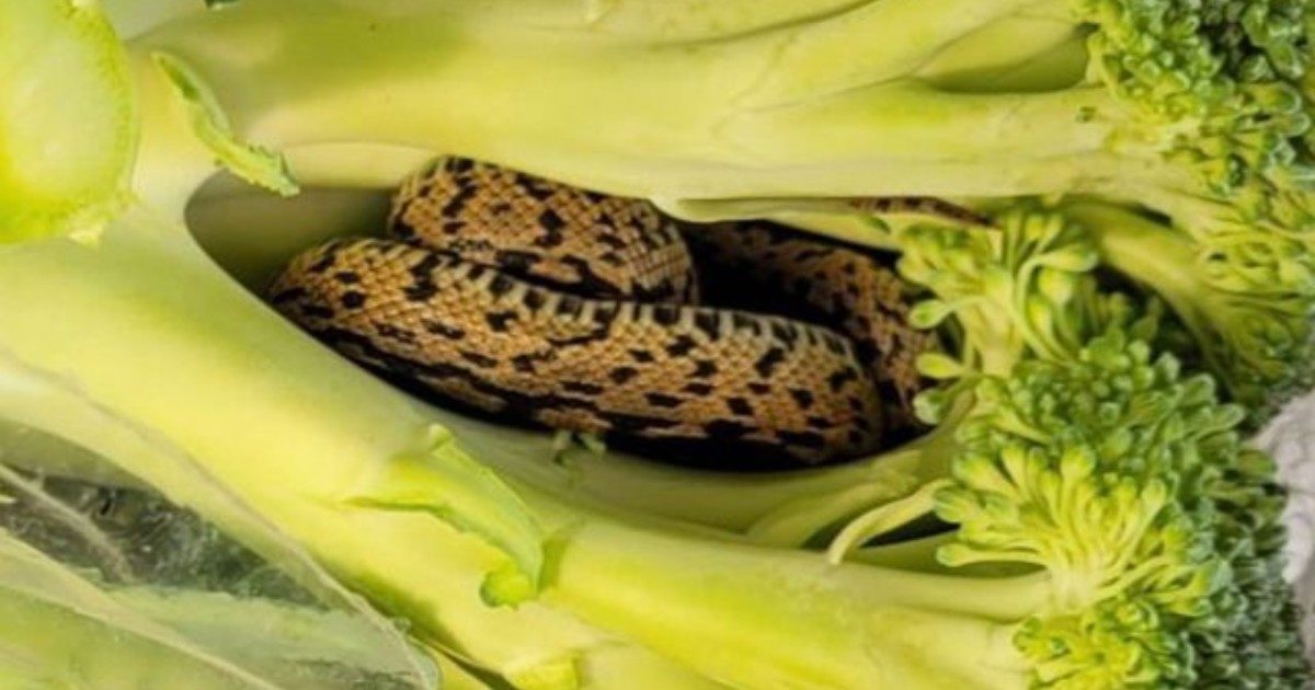 Compra una busta di broccoli al supermercato, poi la scoperta choc: “Dentro c’era un serpente vivo”