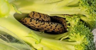 Copertina di Compra una busta di broccoli al supermercato, poi la scoperta choc: “Dentro c’era un serpente vivo”