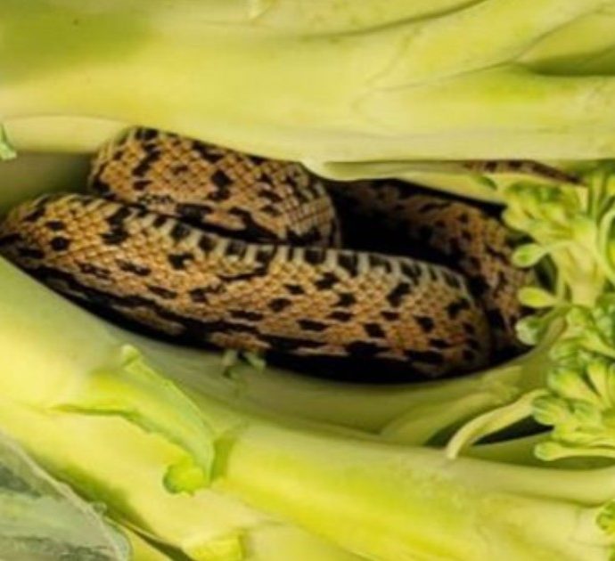 Compra una busta di broccoli al supermercato, poi la scoperta choc: “Dentro c’era un serpente vivo”