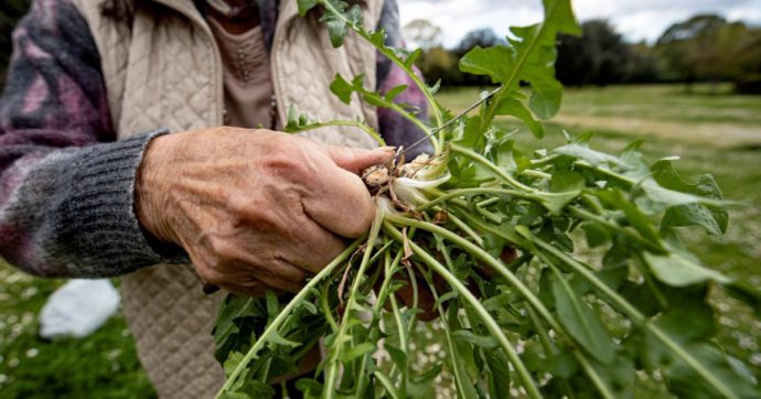 Copertina di Dal caffè all’erbette, l’Italia è nata con l’amaro in bocca