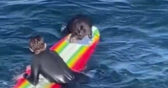 Copertina di Lontra marina scatena il panico in spiaggia: si lancia contro il surfista e inizia a mordere la tavola – VIDEO