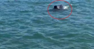 Copertina di Orca attacca e uccide un grande squalo bianco, i ricercatori: “Uno degli eventi più rari del mondo marino”