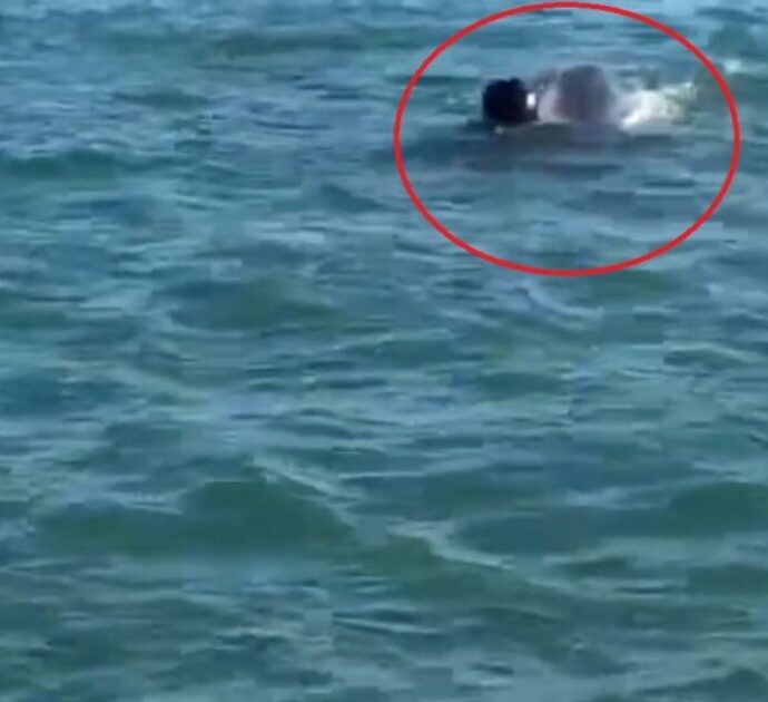 Orca attacca e uccide un grande squalo bianco, i ricercatori: “Uno degli eventi più rari del mondo marino”