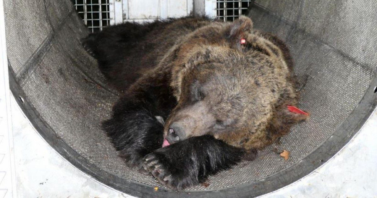 Niente abbattimento per Jj4: l’orsa che uccise il runner Andrea Papi sarà trasferita nella Foresta Nera in Germania