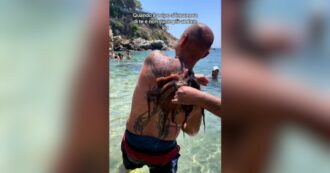 Copertina di Il polpo si attacca alla schiena del bagnante in spiaggia: il video su Tik Tok diventa virale