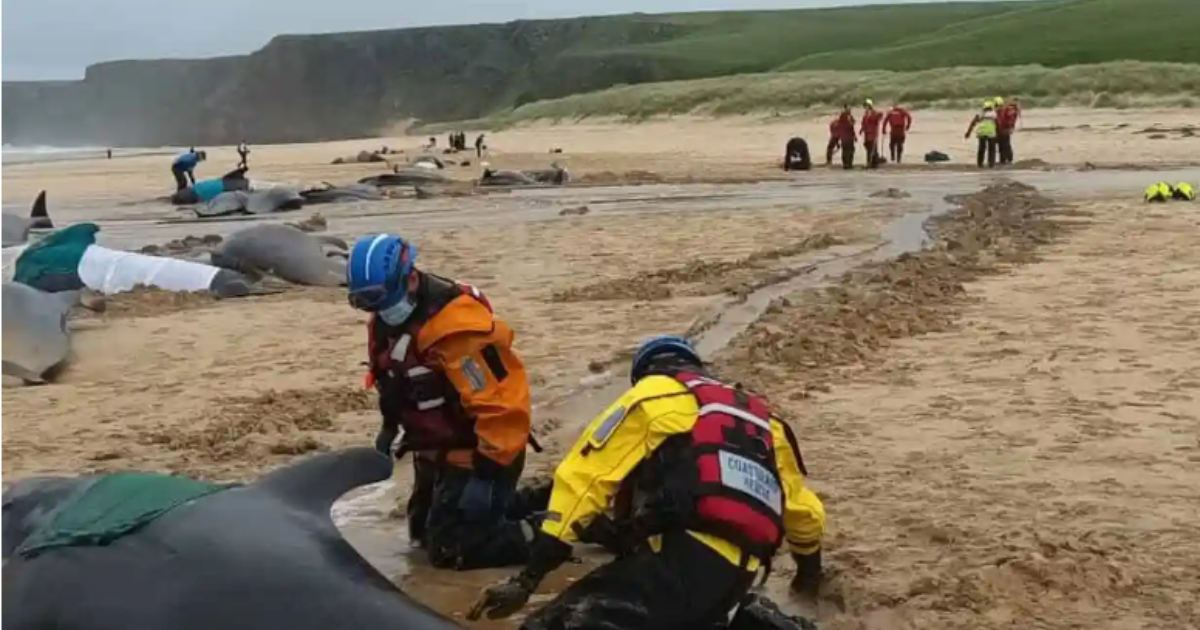 “Seguivano una femmina che partoriva”: oltre 50 balene si arenano sulla spiaggia e muoiono