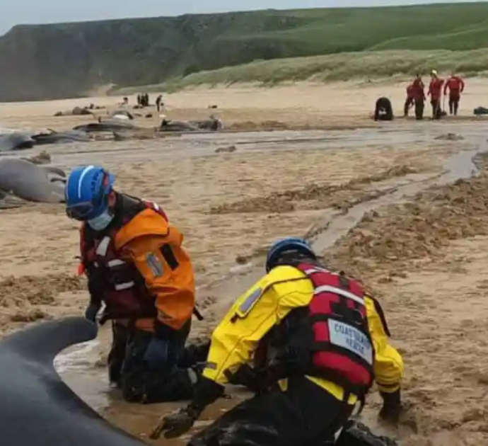 “Seguivano una femmina che partoriva”: oltre 50 balene si arenano sulla spiaggia e muoiono