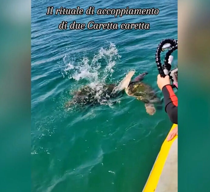 Il rituale di accoppiamento di due tartarughe Caretta caretta: il video straordinario ripreso da due sub a Brindisi