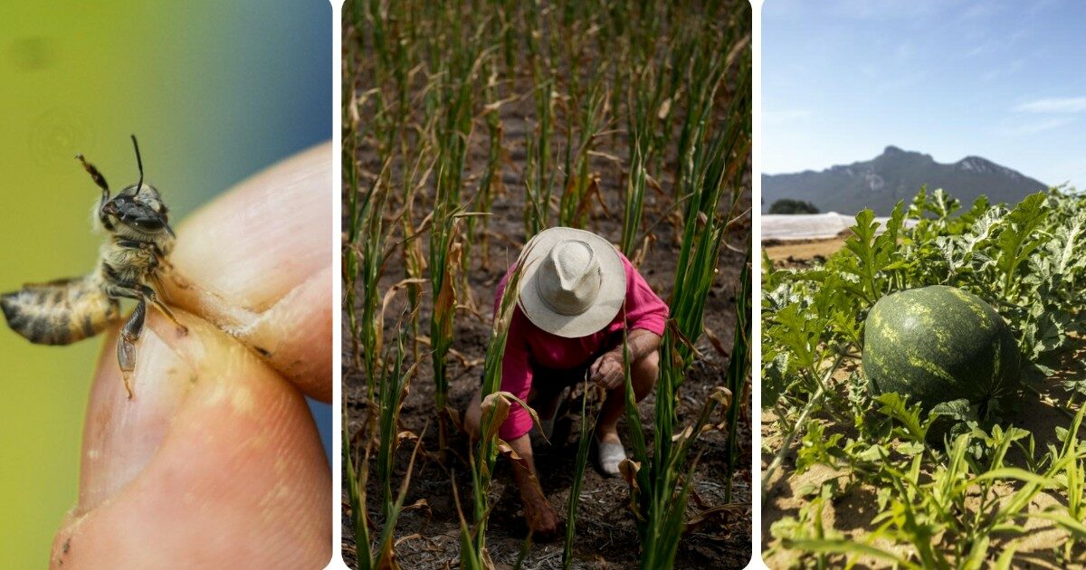 Caldo torrido dopo alluvioni e siccità: per l’agricoltura è crisi climatica continua. Campi bersaglio dei colpi di calore, mucche stressate dall’afa e miele calato del 70%