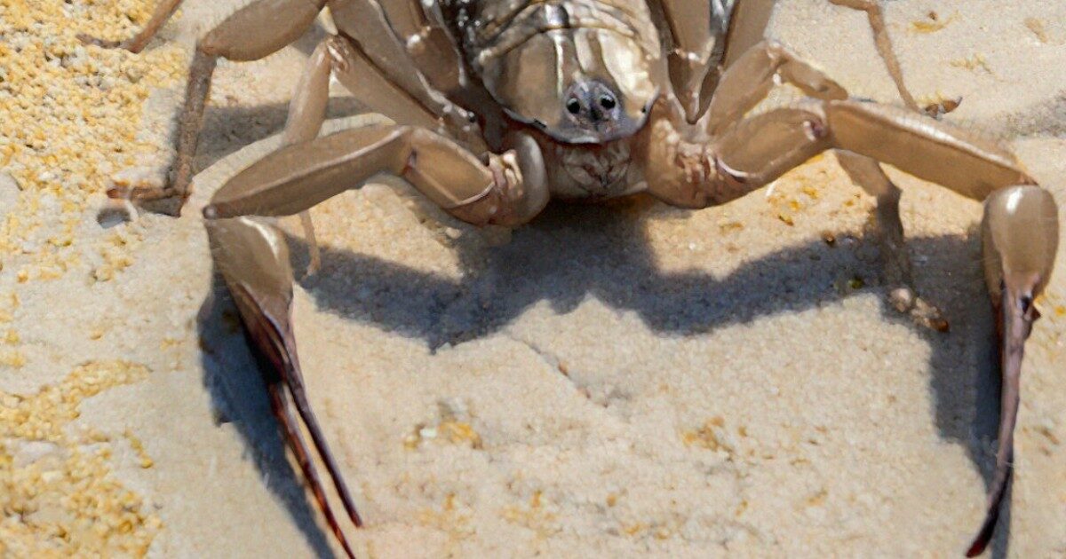 Trovato a Milano lo scorpione Protobuthus ziliolii, antico e rarissimo