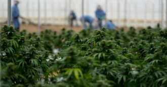 Copertina di L’Albania legalizza la cannabis per scopi medici e industriali: il Parlamento ha approvato il progetto di legge