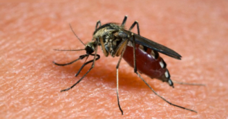 Copertina di Ecco perché le zanzare pungono te e non la persona che ti sta a fianco e cosa c’entrano i colori: lo spiega la scienza