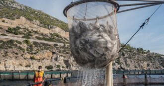 Copertina di La sofferenza dei pesci in acquacoltura sostenibile: l’etichetta deve essere trasparente – L’APPELLO